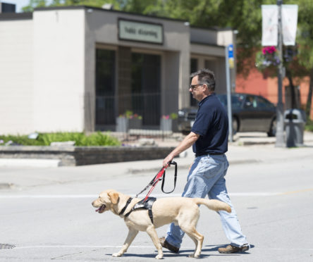 man who is blind walks with Guide Dog