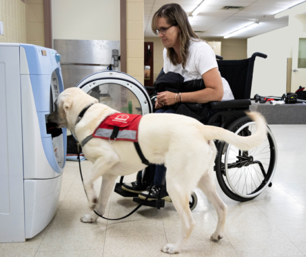 Service Dog Guide with Female Client in Wheelchair