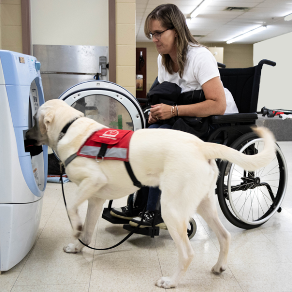 Service Dog Guide with Female Client in Wheelchair