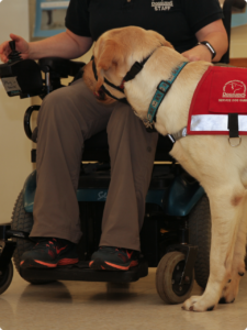 Service Dog Guide with a handler in a wheelchair