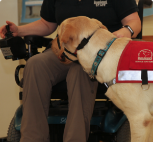 Service Dog Guide with a handler in a wheelchair