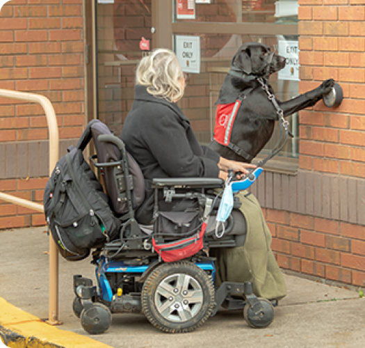 Service Dog Guide pushing a button to open a door for woman in wheelchair