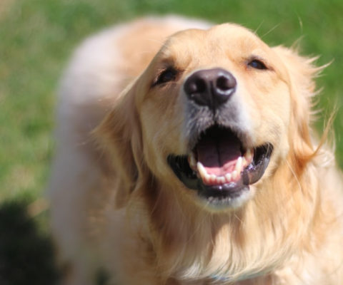 Close up of a golden retriever