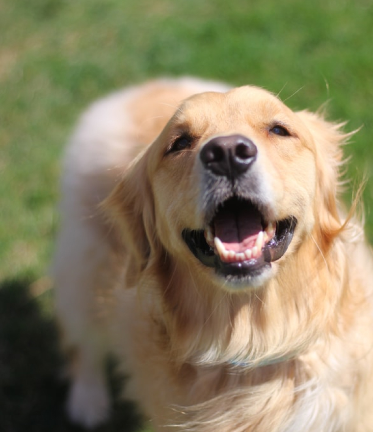 Close up of a golden retriever