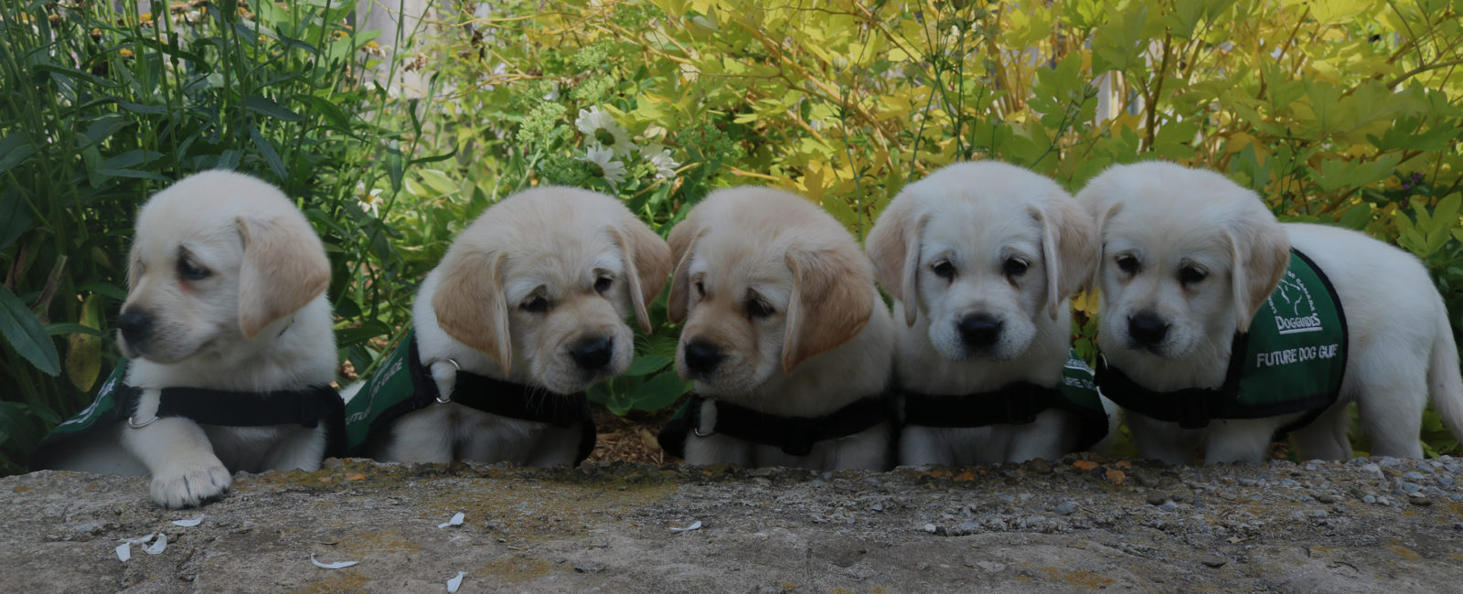 golden retriever future Dog Guide puppies