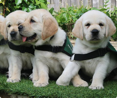 Golden retriever future Dog Guide puppies