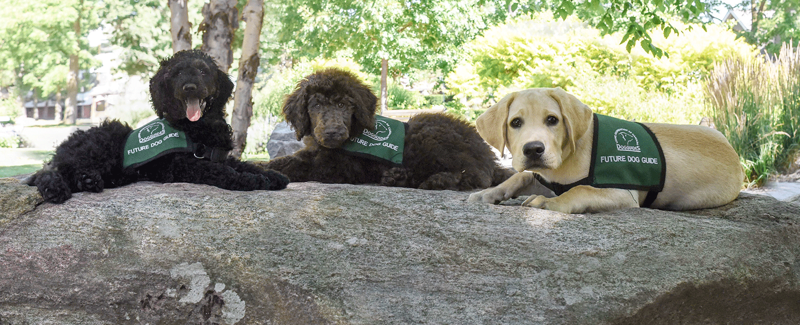 3 future Dog Guide puppies on a rock