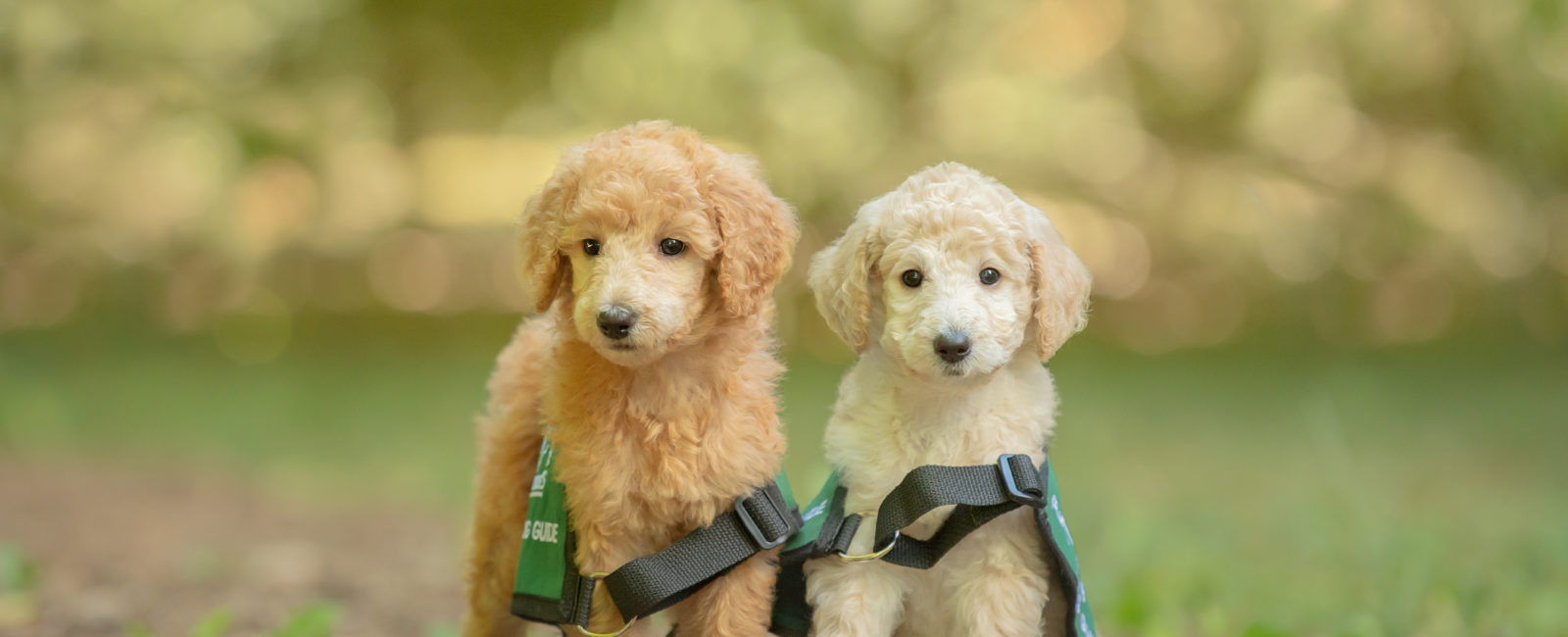 Two Future Dog Guide puppies, standard poodles