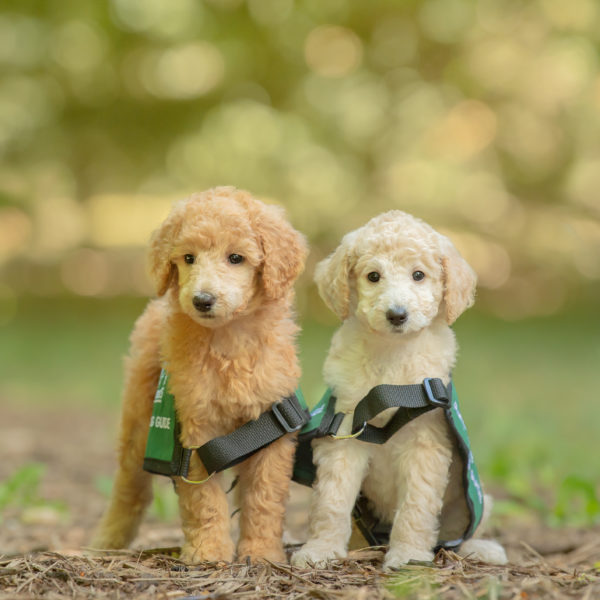 Two Future Dog Guide puppies, standard poodles