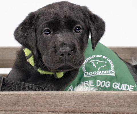 Guide dog puppy shop fostering