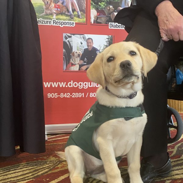 Future Dog Guide puppy, yellow Labrador Retriever