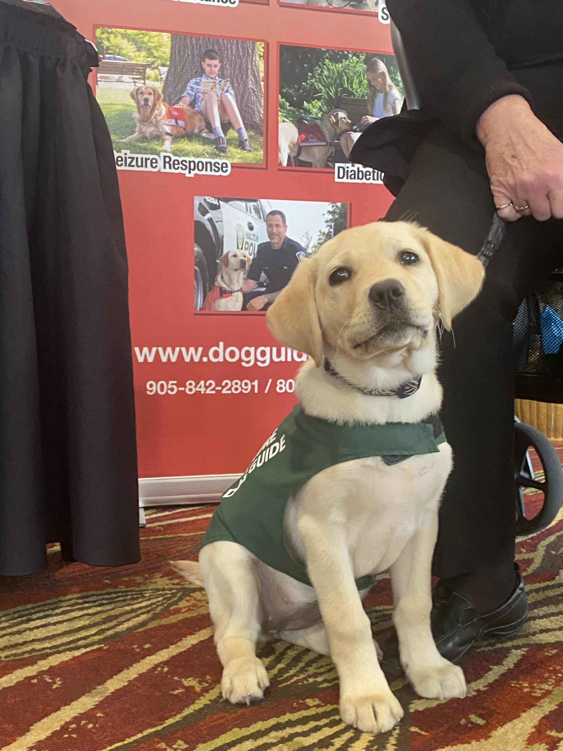 2D24BB83-B260-48A6-A039-09C4D6EB2E24 Future Dog Guide puppy, yellow Labrador Retriever