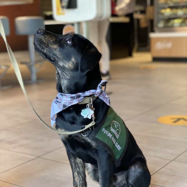 Future Dog Guide puppy, black Labrador retriever mix