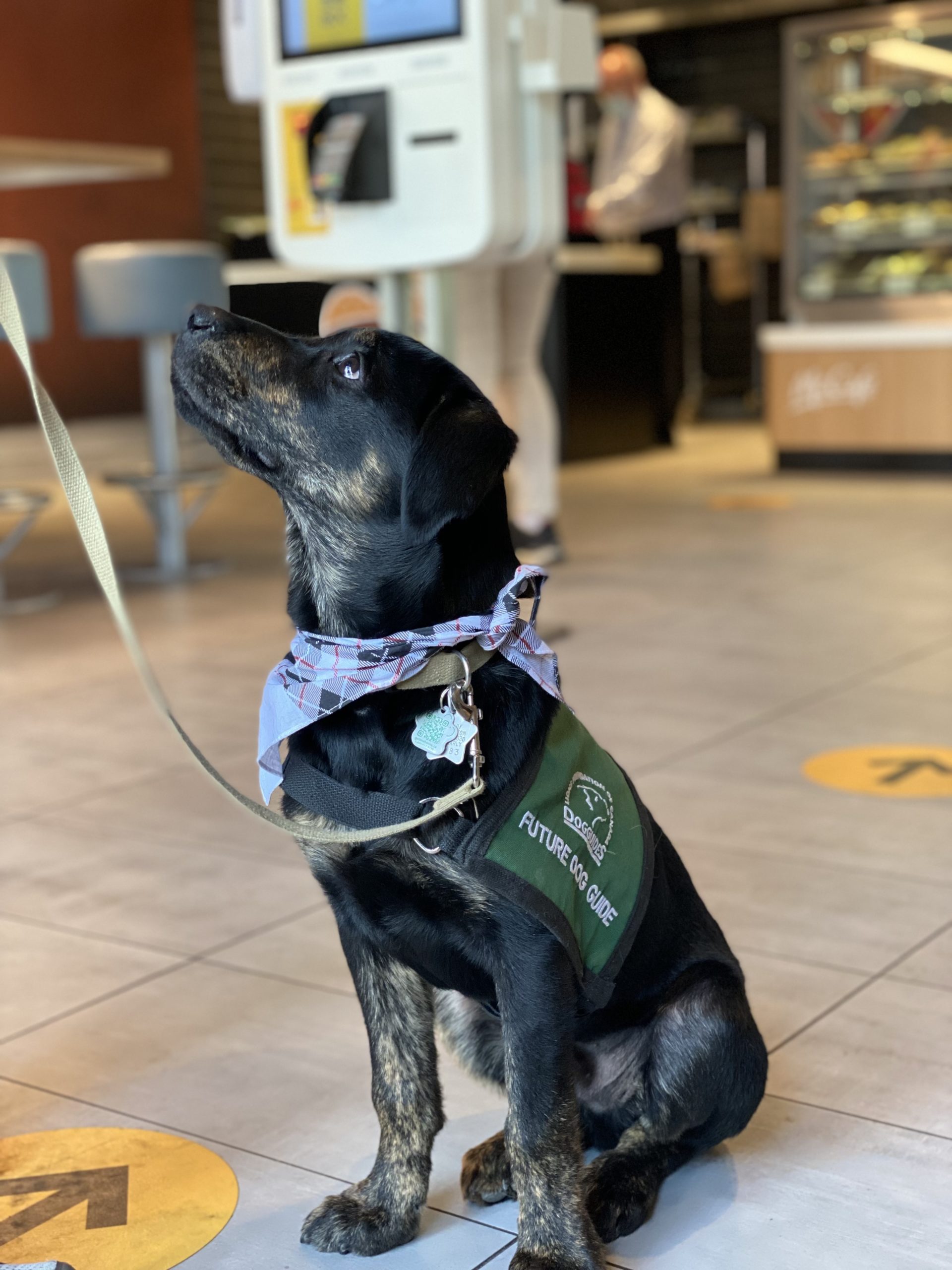 A341D5E2-F4D9-4F96-AA60-C403E0A2F193 Future Dog Guide puppy, black Labrador retriever mix