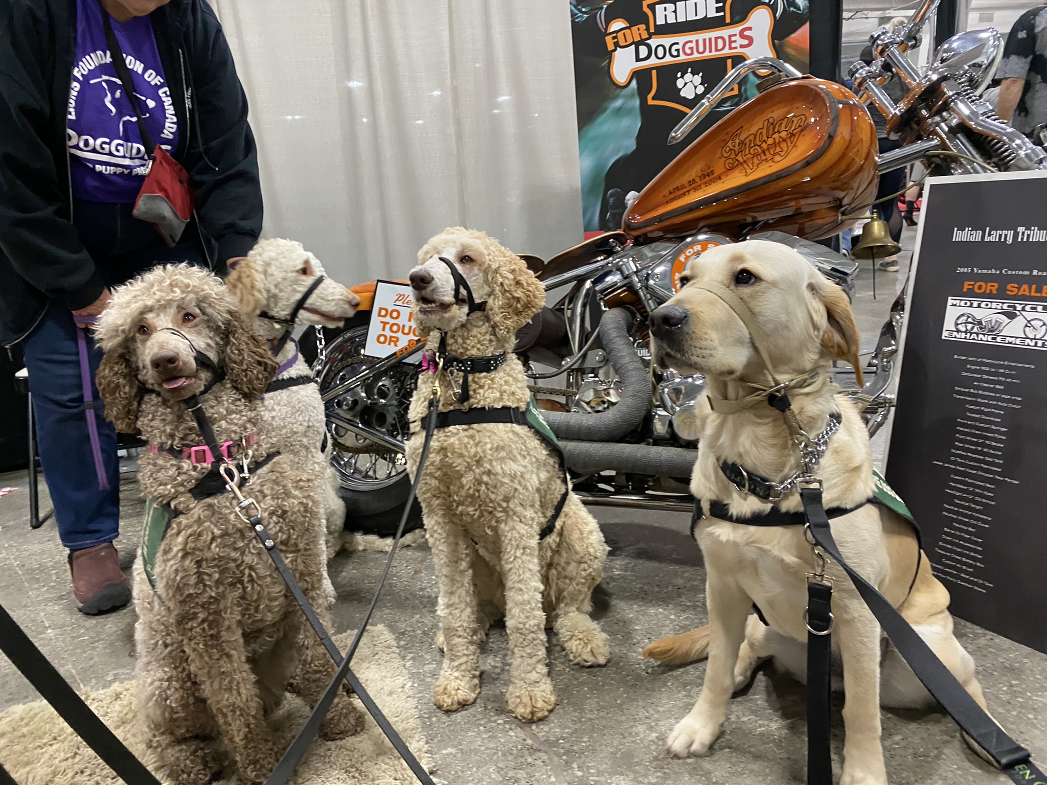 CF21D90B-8A6B-4C5C-8EE6-702C2CE2C5AA Four Future Dog Guides