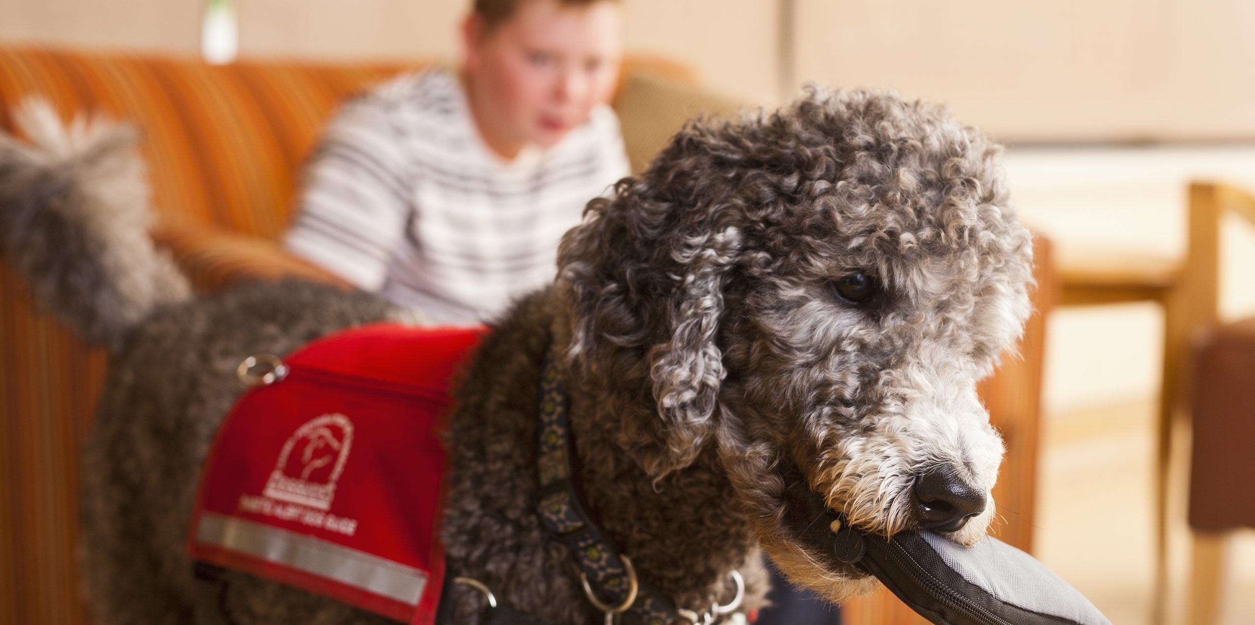 DG with remote Boy with Diabetic Alert Dog Guide fetching a kit