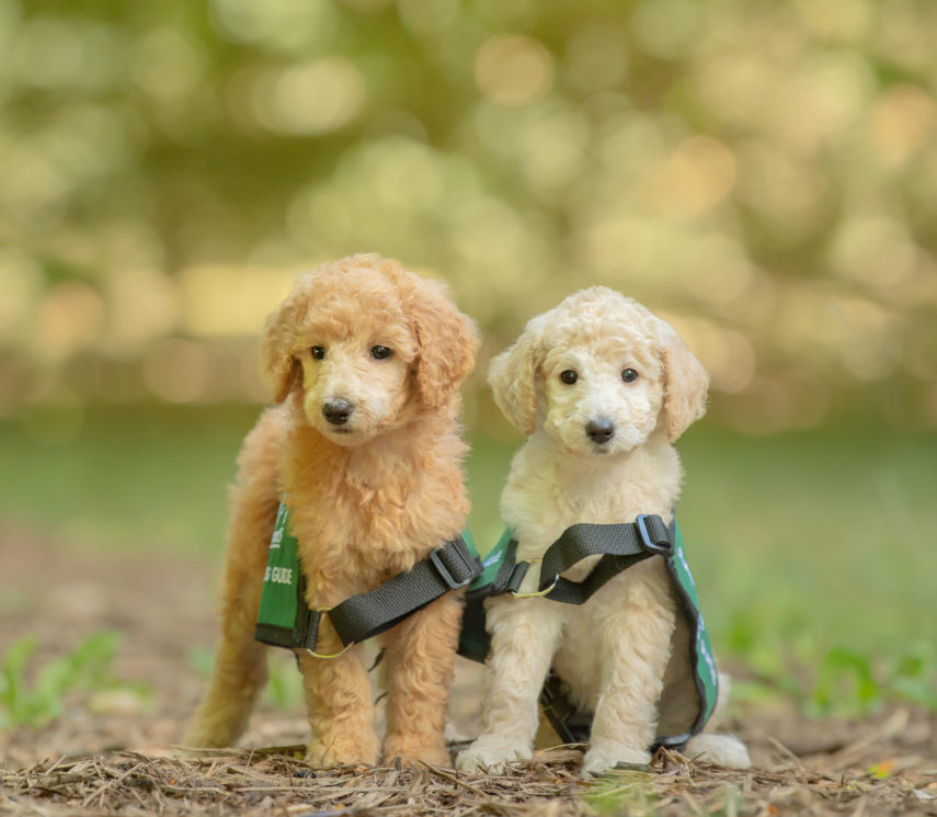 Future Dog Guide poodle puppies