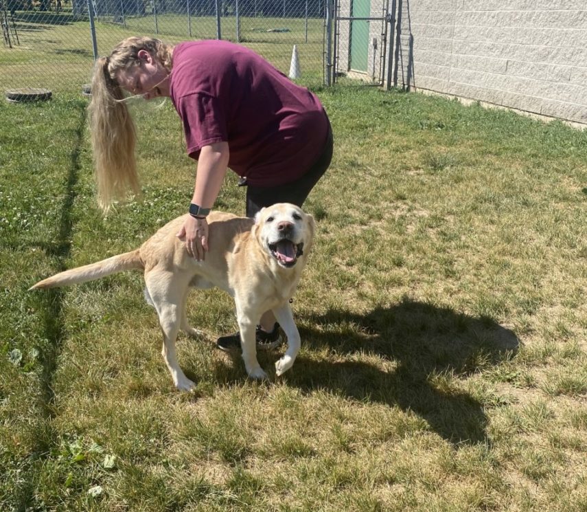 Kennel attendant playing in the yard with a Dog Guide