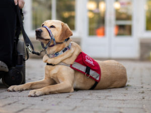 Service Dog Guide lays on the ground beside a wheelchair