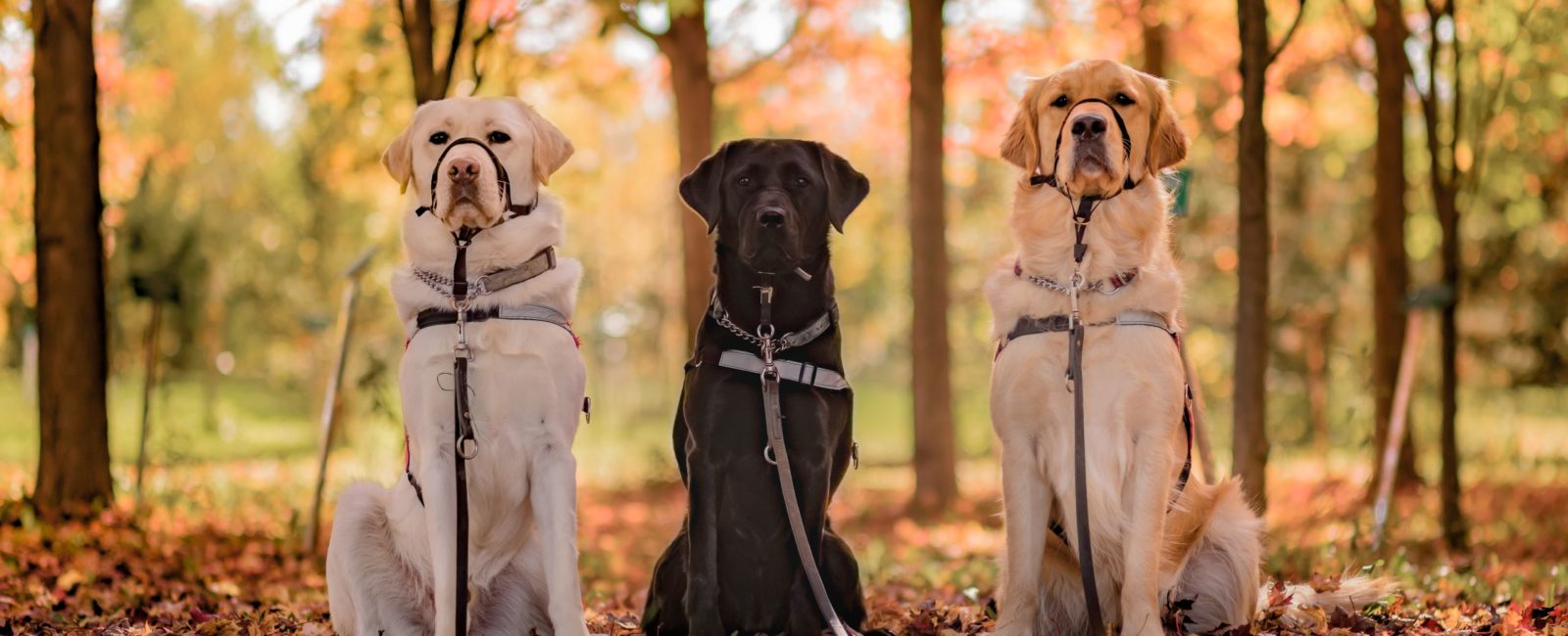 three dogs in harness seat posing for a photo