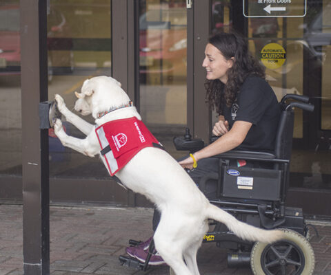 dog learning to push a button to open doors