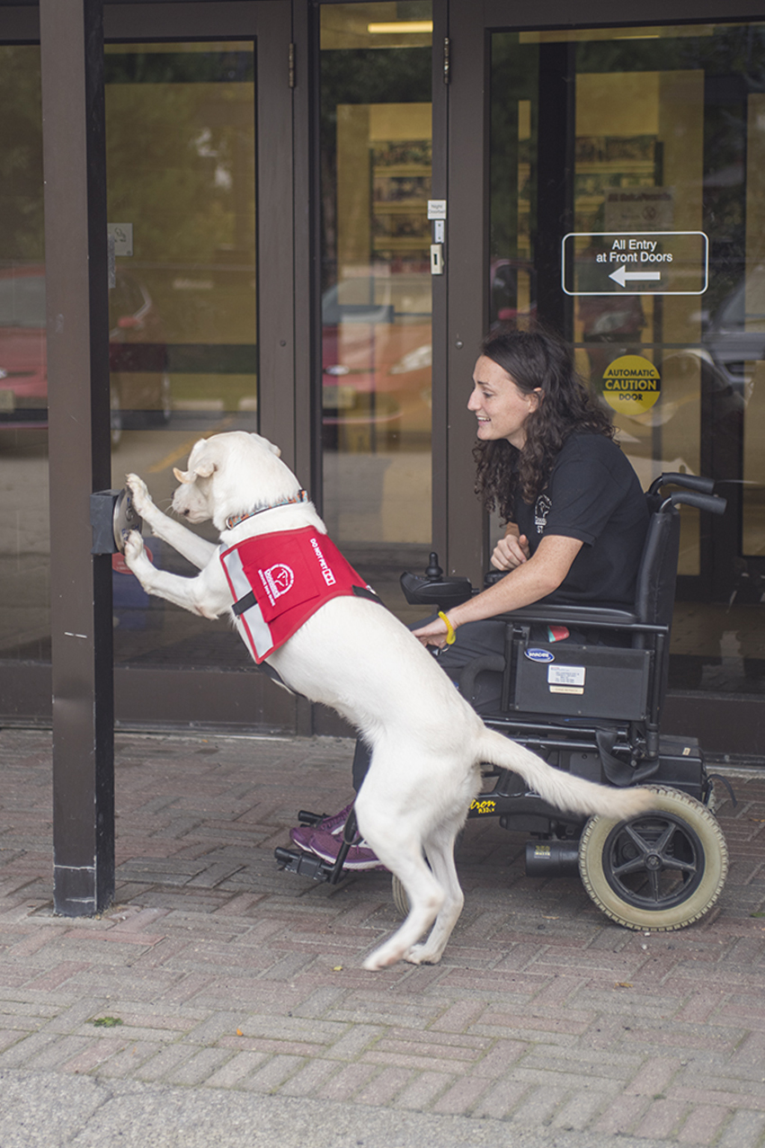 C18-064 181 dog learning to push a button to open doors