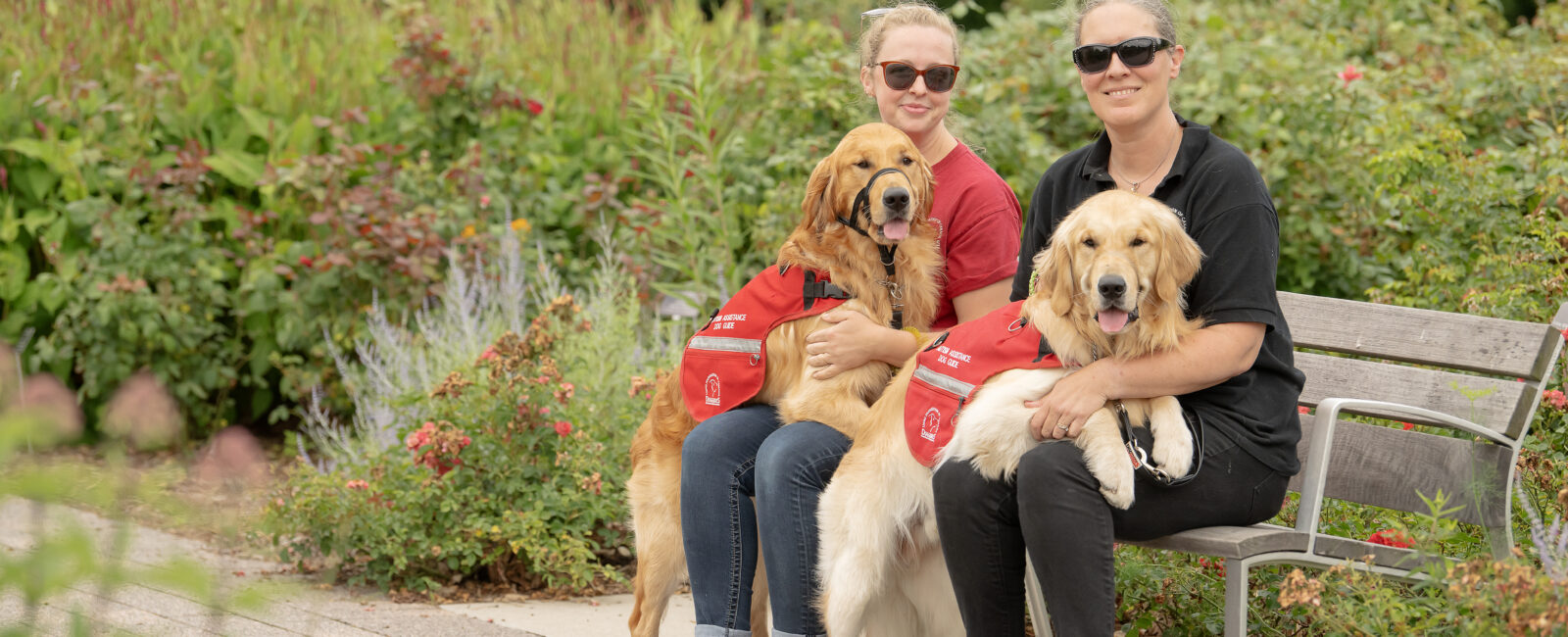 Lions service sales dogs