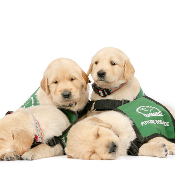 group of golden puppies sleep side by side