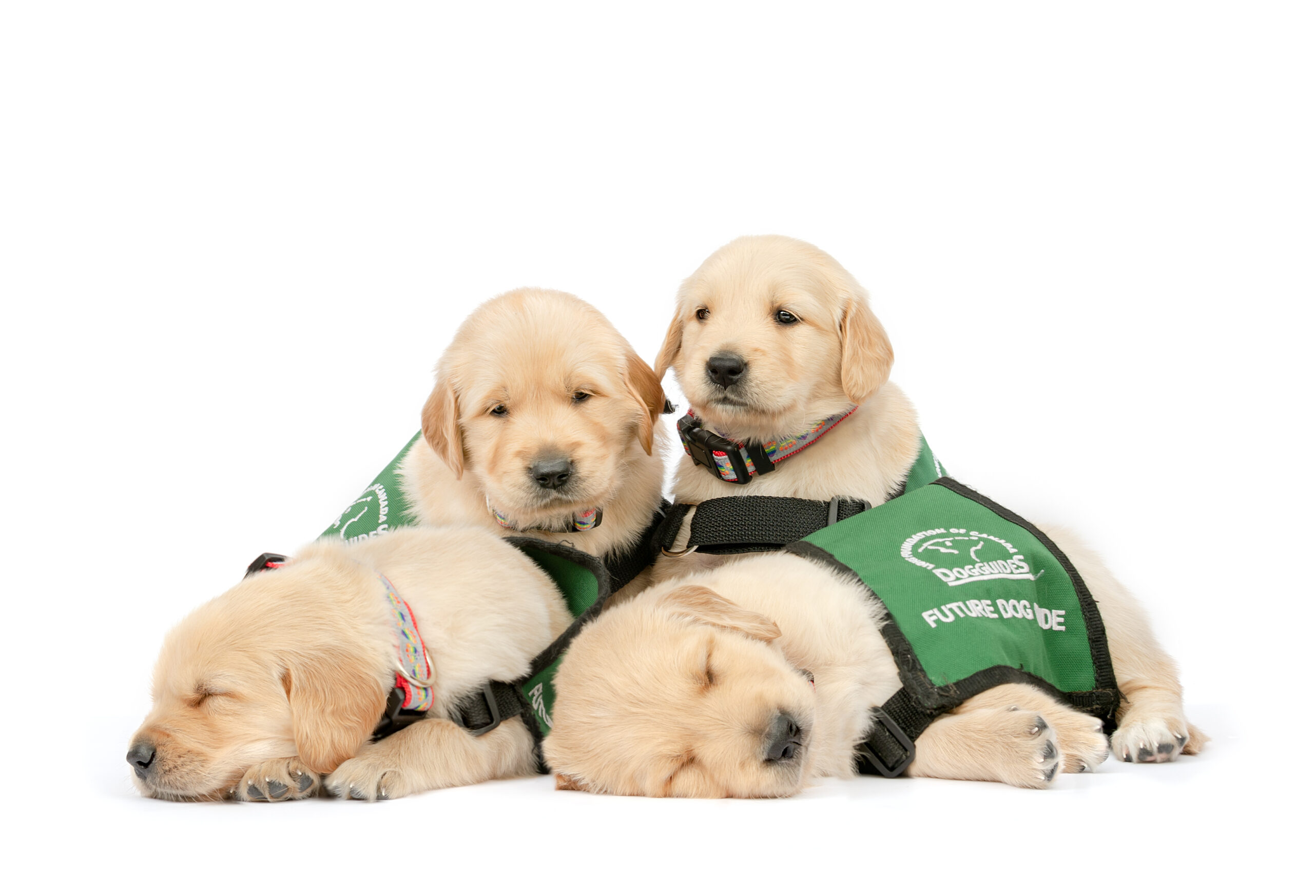 16 group of golden puppies sleep side by side