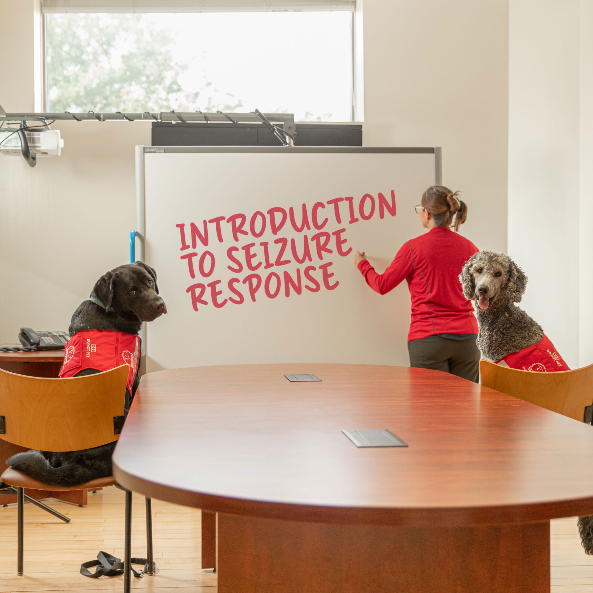 Dog Guides Scholarship Lions Foundation of Canada Dog Guides