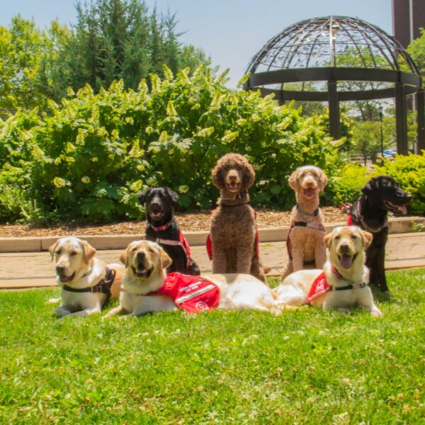 seven dogs in harness sit for a photo