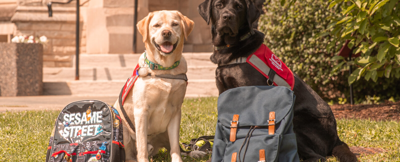 two dog guides sit next to badkpacks