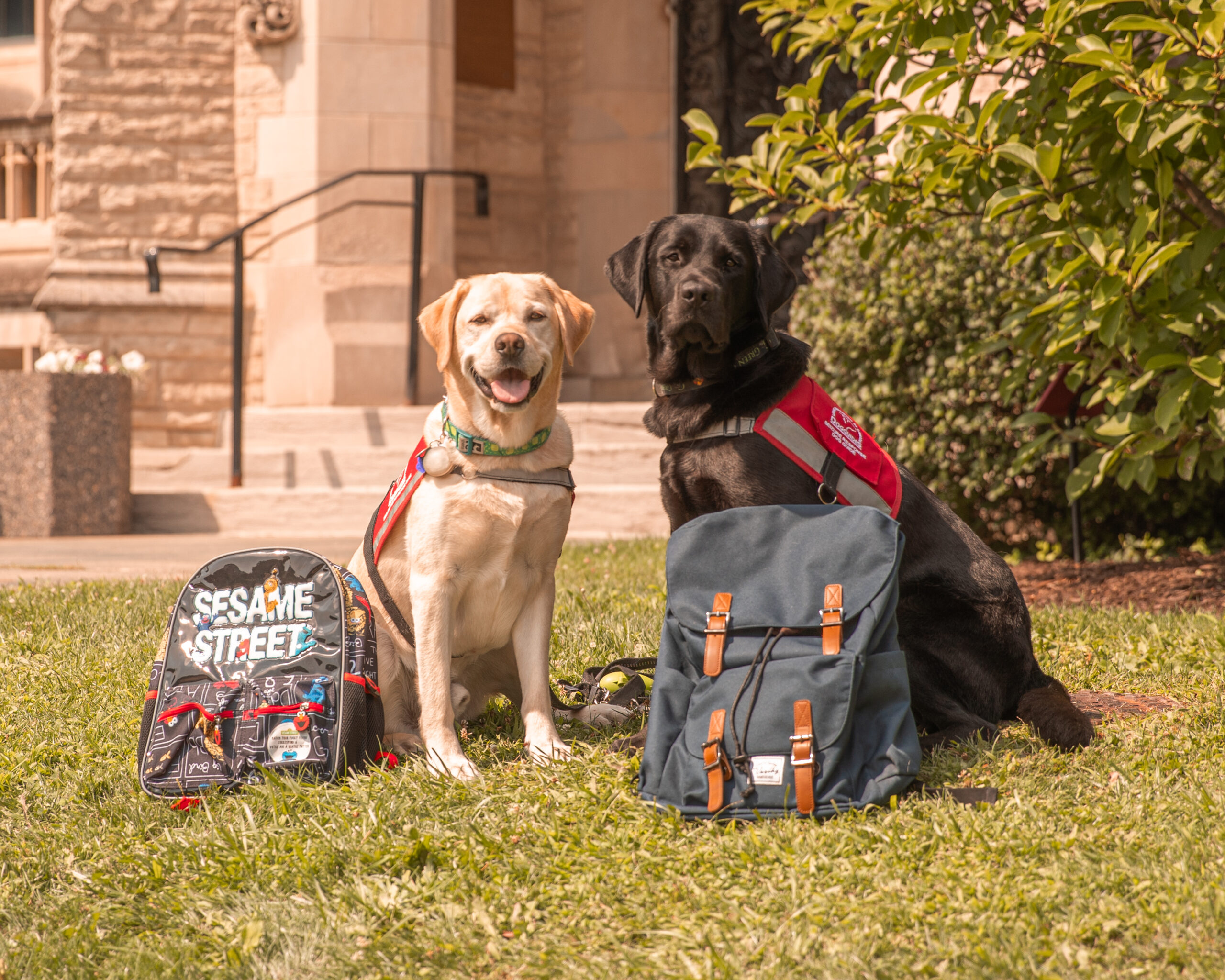 Dog-Guide-University-12 two dog guides sit next to badkpacks