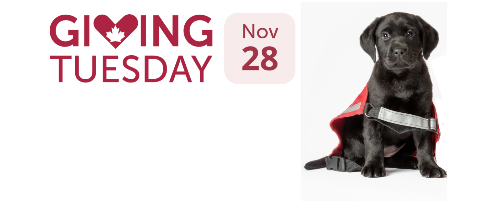 Black Lab puppy sits next to Giving Tuesday sign