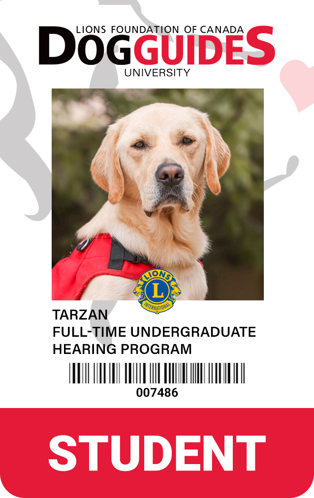 MicrosoftTeams-image (8) student id of a dog guide