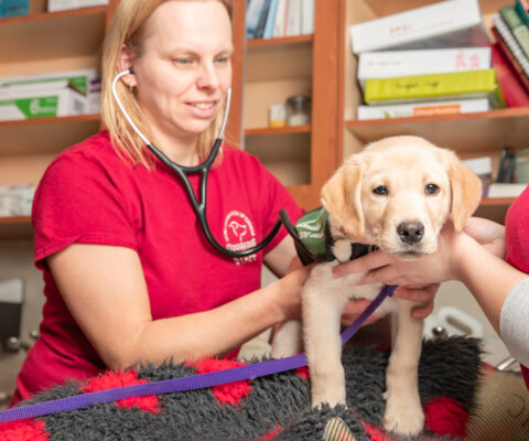 Vet checks puppy during vet visit