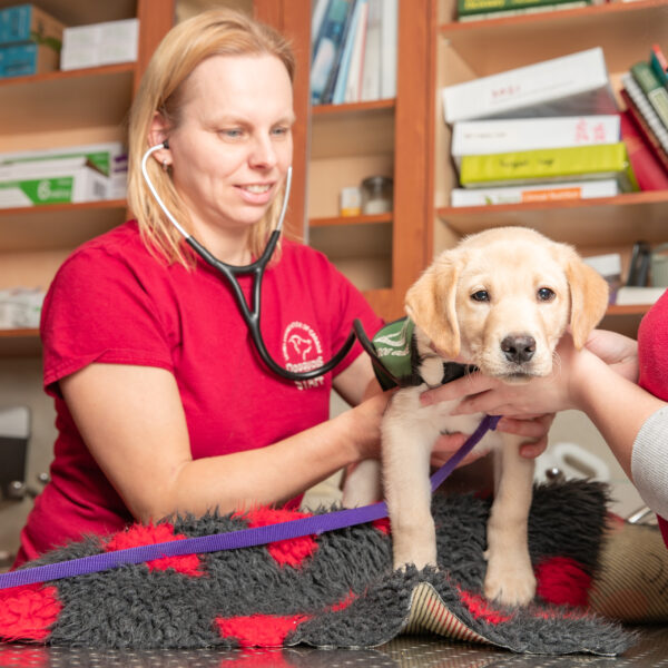 Vet checks puppy during vet visit