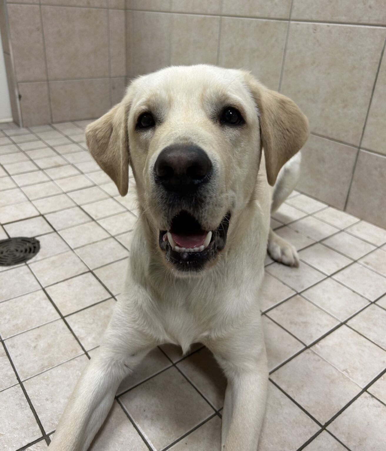 Career Change Dogs Archive Lions Foundation of Canada Dog Guides