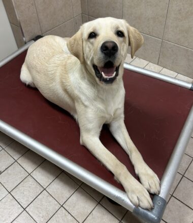 yellow lab lays down on dog bed