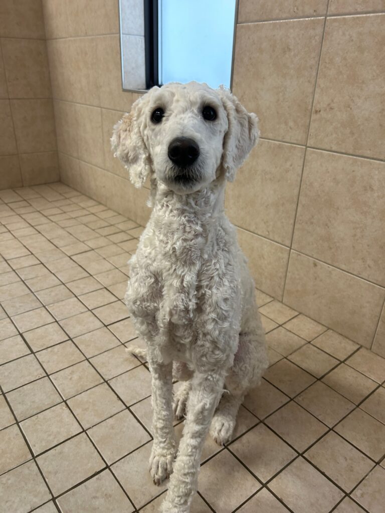 Career Change Dogs Archive Lions Foundation of Canada Dog Guides