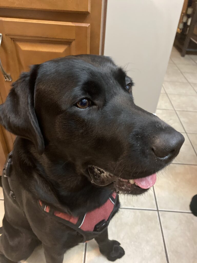 Career Change Dogs Archive Lions Foundation of Canada Dog Guides