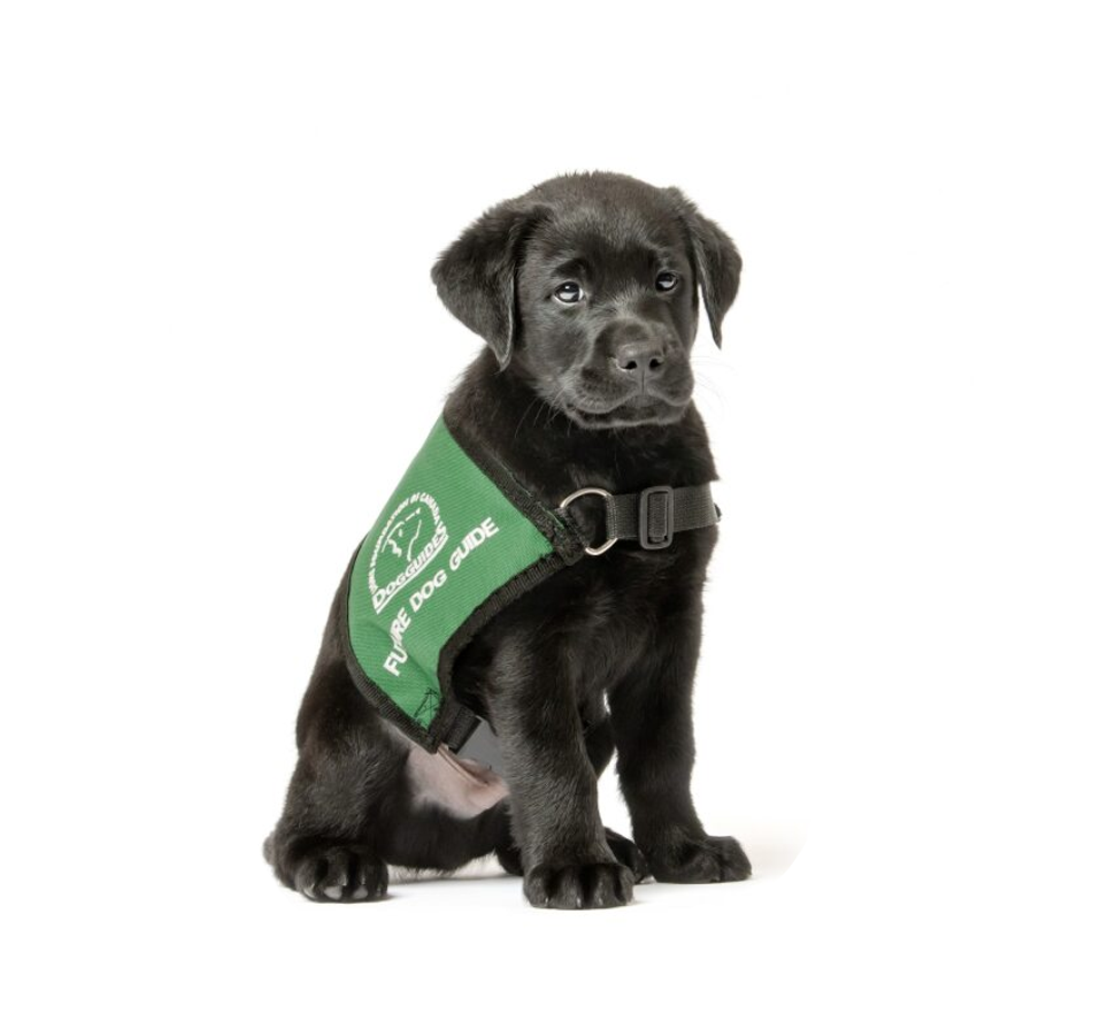 Black_Lab_Puppy_Gift-Shop Lions Foundation of Canada Dog Guides Gift Shop