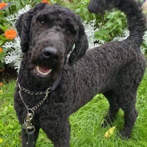 Dog Care & Welfare Attendant Guelph