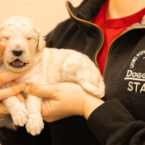 Puppy Nursery Attendant – Guelph