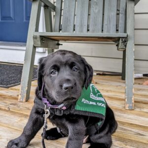 Puppy Program Representative
