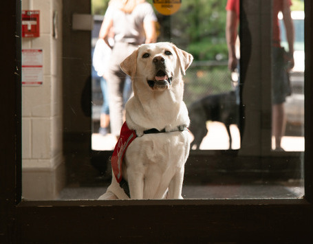Future-Pup-Door-5 (1) (1)