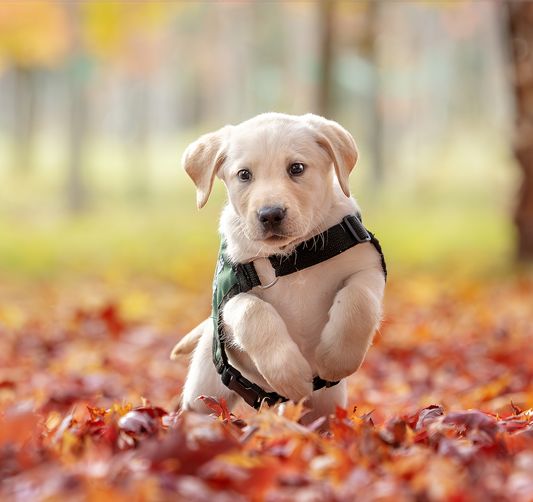 yellow labrador puppy in leaves