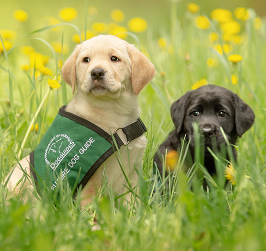 Two Future Dog Guide Puppies