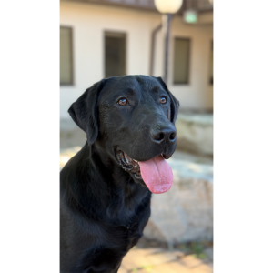 Rico