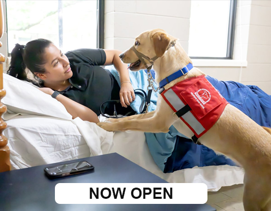 Person sitting on couch with a yellow labrador